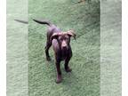 Chocolate Labrador retriever-Pointer Mix DOG FOR ADOPTION RGADN-1265660 - Latte