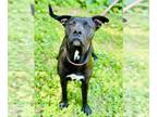 Labrador Retriever Mix DOG FOR ADOPTION RGADN-1265680 - Mara - Labrador