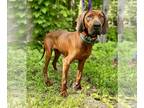 Redbone Coonhound Mix DOG FOR ADOPTION RGADN-1265682 - Archer - Redbone