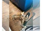 Labbe DOG FOR ADOPTION RGADN-1265683 - Goldie - Labrador Retriever / Beagle /