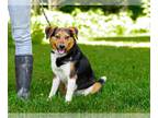 Beagle-Red Heeler Mix DOG FOR ADOPTION RGADN-1265689 - Danny - Beagle / Red
