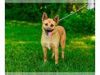 Carolina Dog Mix DOG FOR ADOPTION RGADN-1265691 - Sandy - Carolina Dog / Mixed