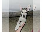 German Shepherd Dog-Huskies Mix DOG FOR ADOPTION RGADN-1265713 - KLAUS - Husky /