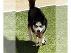 Siberian Husky Mix DOG FOR ADOPTION RGADN-1265715 - *ZIVEN - Siberian Husky /
