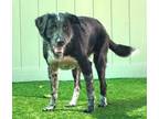 Adopt BANJO a Australian Cattle Dog / Blue Heeler, Mixed Breed