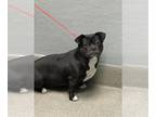 Pug Mix DOG FOR ADOPTION RGADN-1265723 - *DAHLIA - Pug / Mixed (medium coat) Dog