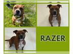 Bullboxer Pit DOG FOR ADOPTION RGADN-1265750 - RAZER - Boxer / Pit Bull Terrier