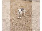 Huskies Mix DOG FOR ADOPTION RGADN-1265759 - Willow - Husky / Shepherd / Mixed