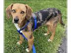 Beagle Mix DOG FOR ADOPTION RGADN-1265762 - Daisy - Beagle / Mixed Dog For