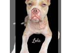 American Pit Bull Terrier Mix DOG FOR ADOPTION RGADN-1265764 - Lola - Pit Bull