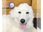 Great Pyrenees DOG FOR ADOPTION RGADN-1265772 - Bailee - Great Pyrenees (long