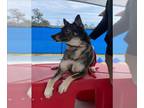 German Shepherd Dog-Siberian Husky Mix DOG FOR ADOPTION RGADN-1265786 - HAPPY -