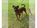 Redbone Coonhound Mix DOG FOR ADOPTION RGADN-1265798 - Red - Shepherd / Redbone