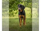 Rottweiler DOG FOR ADOPTION RGADN-1265800 - *TYSON - Rottweiler (short coat) Dog