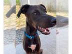 Whippet Mix DOG FOR ADOPTION RGADN-1265803 - COCO - Whippet / Mixed (medium