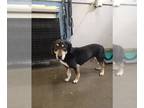 Beauceron DOG FOR ADOPTION RGADN-1265804 - BEASTIE - Beauceron (medium coat) Dog