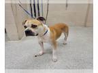 Boxer DOG FOR ADOPTION RGADN-1265805 - TUPPENCE - Boxer (medium coat) Dog For
