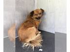 Pomeranian Mix DOG FOR ADOPTION RGADN-1265812 - FLUFFY - Pomeranian / Mixed