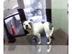 Dogo Argentino Mix DOG FOR ADOPTION RGADN-1265817 - CHUCHO - Dogo Argentino /