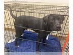 Labrador Retriever DOG FOR ADOPTION RGADN-1265835 - ZEUS - Labrador Retriever
