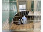 Feist Terrier-Plott Hound Mix DOG FOR ADOPTION RGADN-1265839 - EMMA - Plott