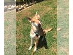 Huskies Mix DOG FOR ADOPTION RGADN-1265844 - Magy - Shepherd / Husky / Mixed