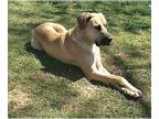 Great Dane DOG FOR ADOPTION RGADN-1265852 - LeRoy URGENT - Great Dane (short