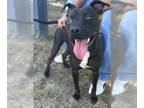 American Pit Bull Terrier Mix DOG FOR ADOPTION RGADN-1265857 - *VELETA - Pit