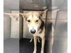 German Shepherd Dog-Siberian Husky Mix DOG FOR ADOPTION RGADN-1265863 - BUSTER -