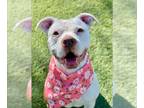 American Pit Bull Terrier DOG FOR ADOPTION RGADN-1265872 - LILY - American Pit