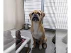 Border Terrier-Boxer Mix DOG FOR ADOPTION RGADN-1265873 - ZUKO - Border Terrier
