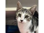 Adopt Nutters a Domestic Short Hair