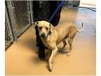 Labrador Retriever Mix DOG FOR ADOPTION RGADN-1265917 - PEANUT - Labrador