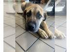 Mastiff DOG FOR ADOPTION RGADN-1265929 - A123348 - Mastiff (medium coat) Dog For