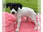 Jack-Rat Terrier DOG FOR ADOPTION RGADN-1265953 - Sausage Roll - Fawn Litter -