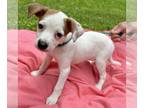 Jack-Rat Terrier DOG FOR ADOPTION RGADN-1265954 - PeeWee - Fawn litter - Jack