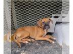 Boxer Mix DOG FOR ADOPTION RGADN-1265956 - Fergie - Boxer / Mixed Dog For
