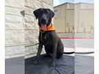 Great Dane DOG FOR ADOPTION RGADN-1265959 - King Kong - Great Dane / Labrador