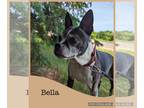 Border Terrier Mix DOG FOR ADOPTION RGADN-1265960 - Bella - Border Terrier /