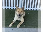 Chow Chow-German Shepherd Dog Mix DOG FOR ADOPTION RGADN-1265961 - *REYA -