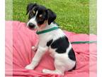 Jack-Rat Terrier DOG FOR ADOPTION RGADN-1265973 - Freedom - Fawn Litter - Jack