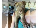 American Pit Bull Terrier-Chocolate Labrador retriever Mix DOG FOR ADOPTION