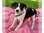 Jack-Rat Terrier DOG FOR ADOPTION RGADN-1265978 - Chessie - Fawn Litter - Jack