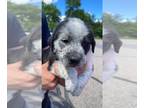German Shepherd Dog-Saint Bernard Mix DOG FOR ADOPTION RGADN-1265979 - Dixxie -