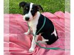 Jack-Rat Terrier DOG FOR ADOPTION RGADN-1265980 - Bessie - Fawn Litter - Jack