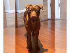 Mix DOG FOR ADOPTION RGADN-1265984 - Mandy - Chocolate Labrador Retriever /