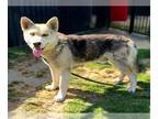 Siberian Husky Mix DOG FOR ADOPTION RGADN-1265995 - *ASHER - Siberian Husky /