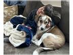 Sheprador DOG FOR ADOPTION RGADN-1265998 - Maple - Labrador Retriever /