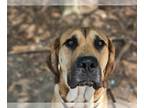 Great Dane DOG FOR ADOPTION RGADN-1266016 - Boss - Great Dane / Terrier Dog For