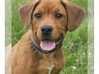 Boxer DOG FOR ADOPTION RGADN-1266041 - Ridge - Boxer / Terrier Dog For Adoption